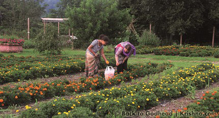 ROSE GARDENS  New Vrindaban